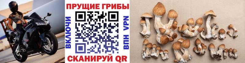 купить наркотик  Ленск  Псилоцибиновые грибы мухоморы 